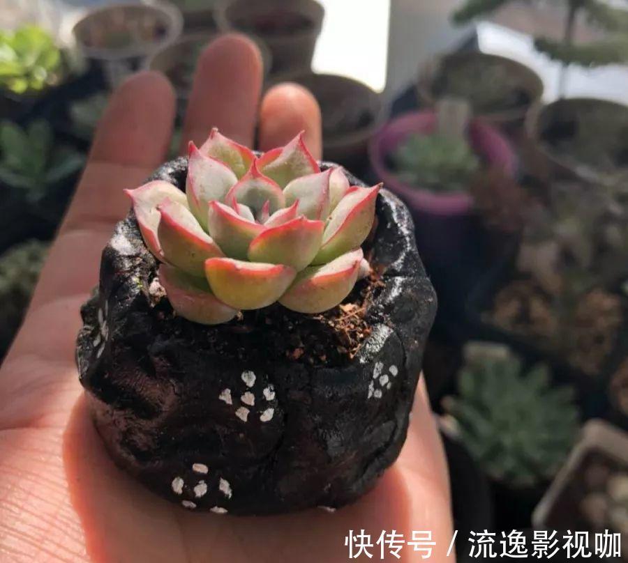 妖妖|多肉根系不够壮记住4点,半月养出大白根!