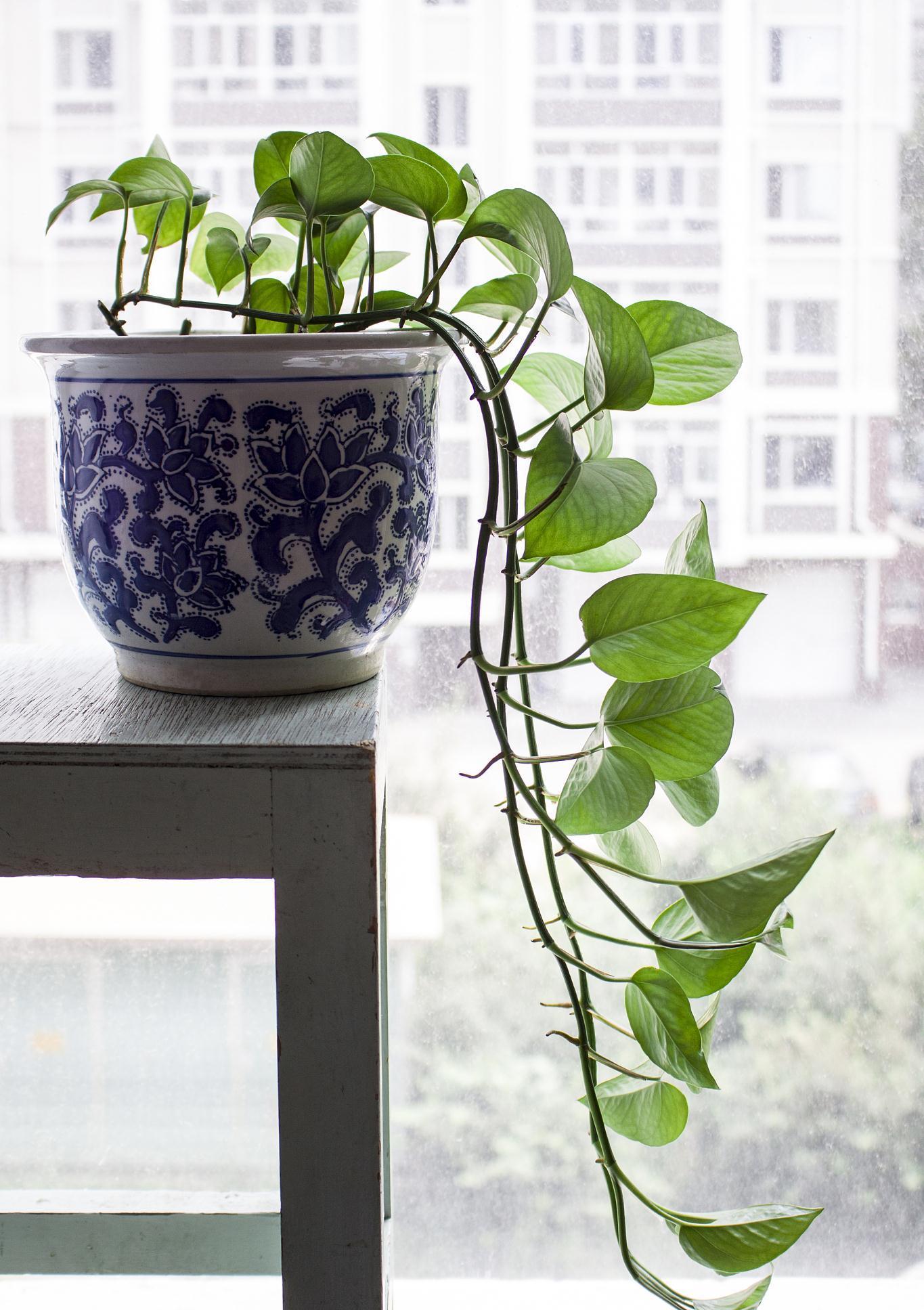 虎皮兰|公认的“五种健康花”,建议至少养一盆,又美又实用