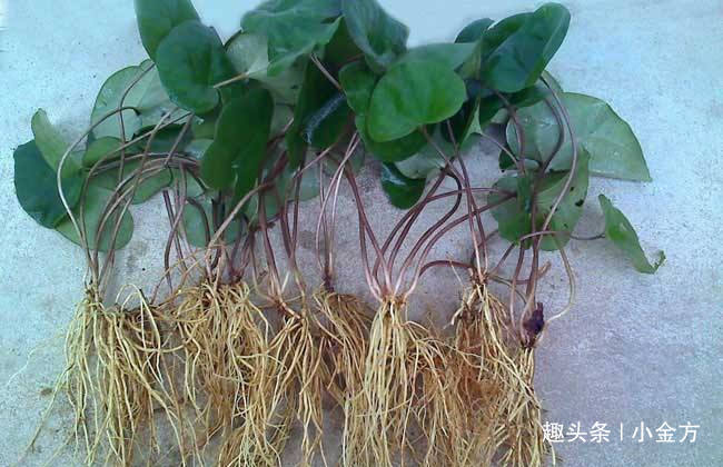 风寒头痛|把全身的风寒都散掉，这味中药，牙痛、头痛、风湿性痛都用！