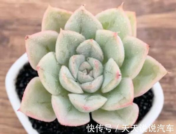 多肉月亮仙子出状态难,掌握3个方法在温差大的环境下,叶色娇美