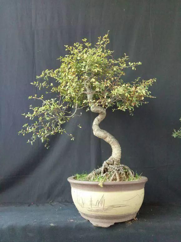 眼睛|山里的1棵老树桩,挖出来种盆里,开花后,眼睛都看直了!