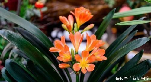 家里过期的小药片,用来养花,叶比巴掌大,花开满枝头!