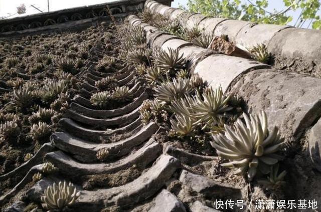 1种“无根草”,长在瓦房上,别去“拔掉”,看见要保护起来!