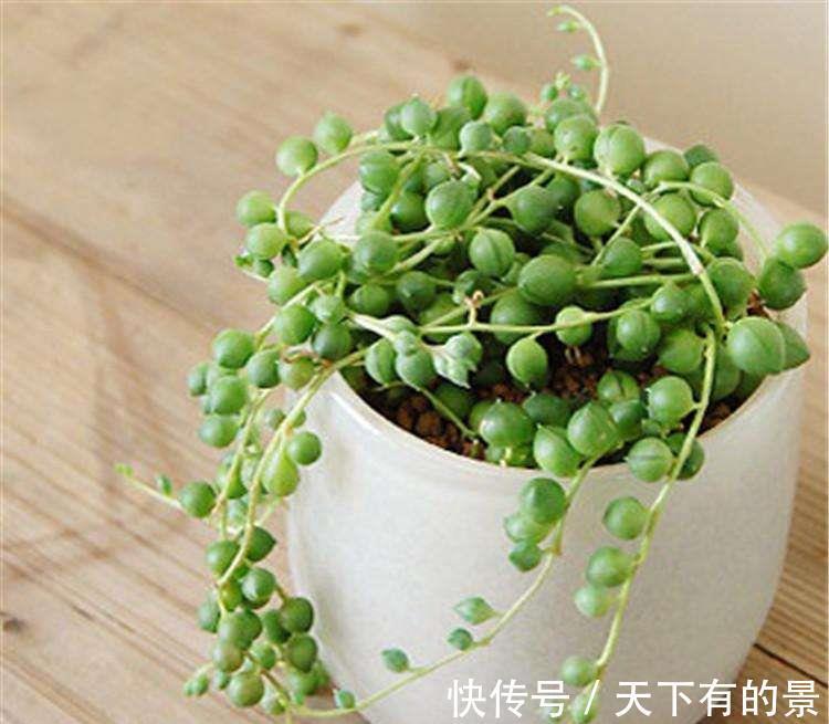 佛珠吊兰|珍珠吊兰枯萎了怎么办,忽略几点容易造成珍珠吊兰叶片萎蔫哦