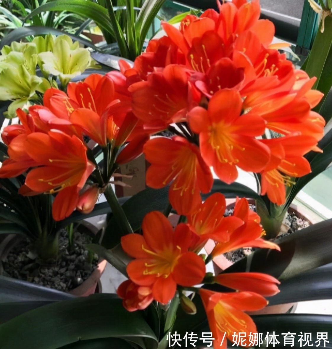 李大姐养君子兰,年年开大花,有吉祥好兆头,原来是她做对5件事