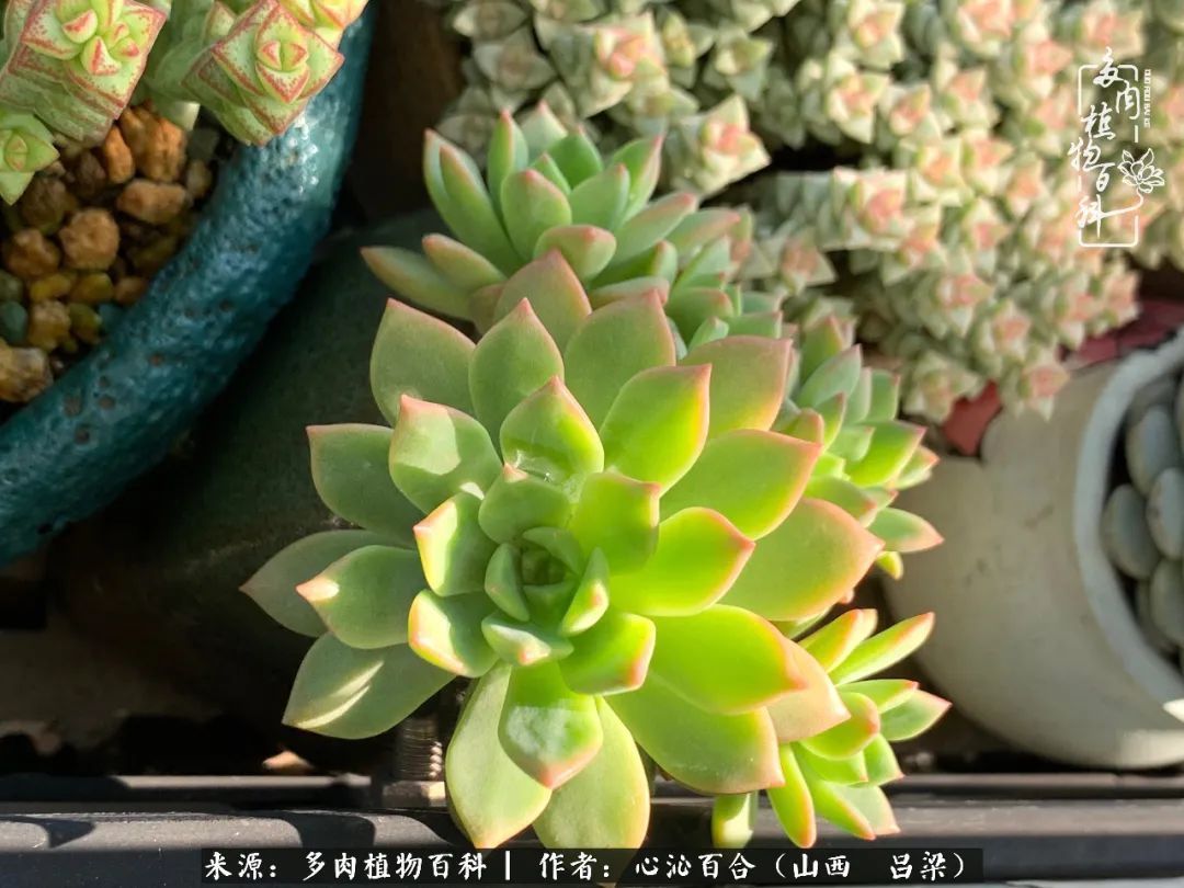 夏季的多肉,绿色才是主色调!努力呵护,期待绽放的那一刻!