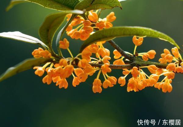 白兰|这“4种花”再穷也要养,还能带来财运,难怪有钱人家都会摆放