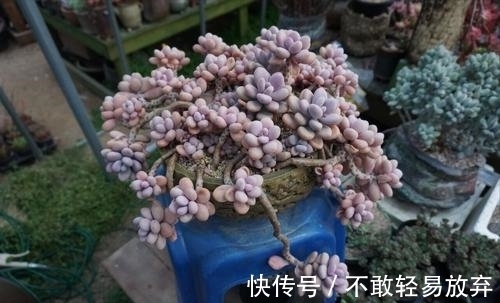 新手养多肉桃蛋,学会一个小技巧,养出粉蛋,长成老枝,美极了!