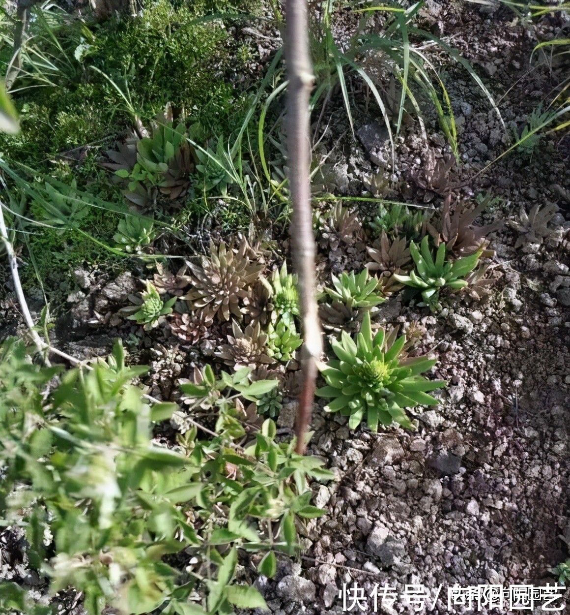 上山挖野菜，遍地都是多肉，竟然没人要，感觉要发财了