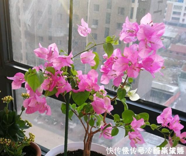 大花树|三角梅这些品种最勤花，一年四季开不停，花多得不见叶！