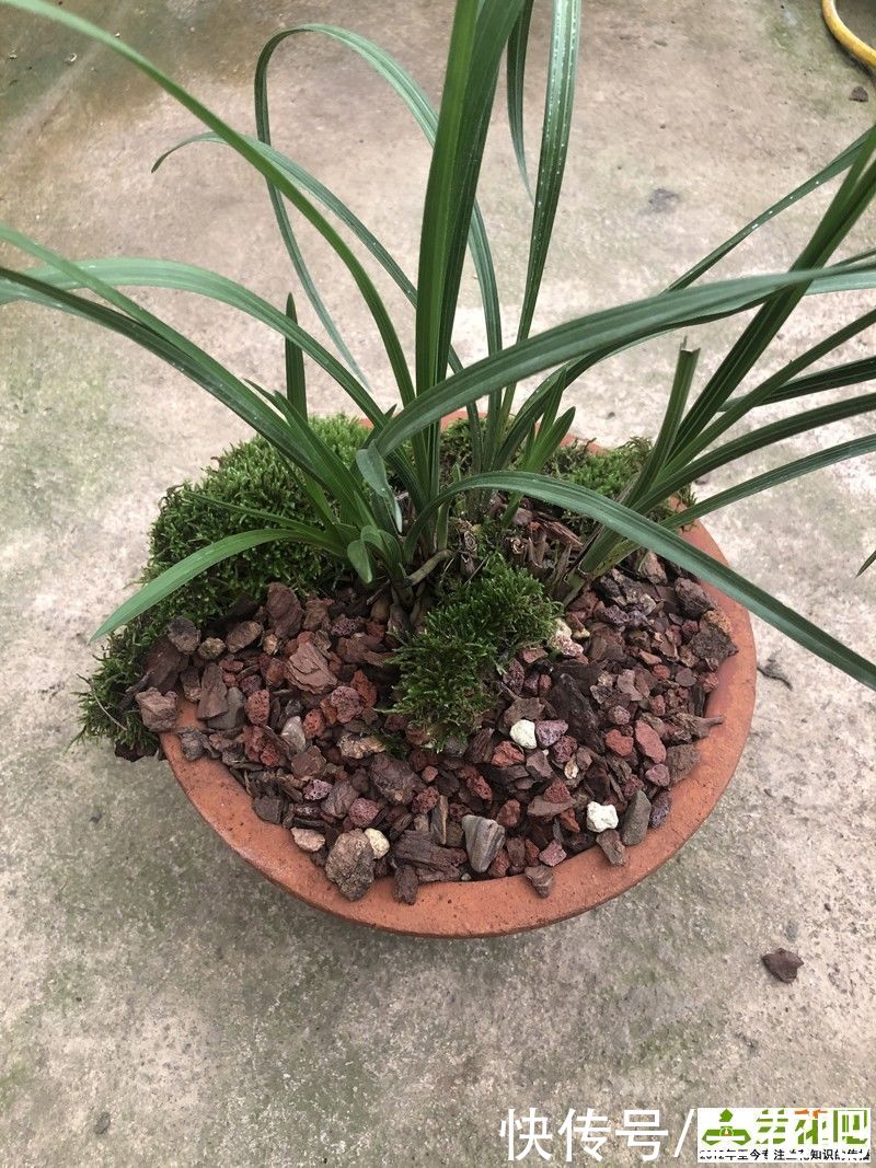 植料|植料不是兰花养好根的主因