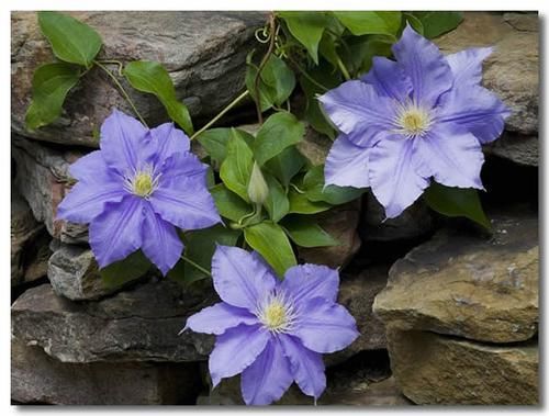 养花试试这几款,及时补充磷钾肥,就能花开不断