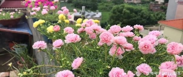 还在花钱买花遇上“6种花”掐根枝回来,插到土里就活,很简单