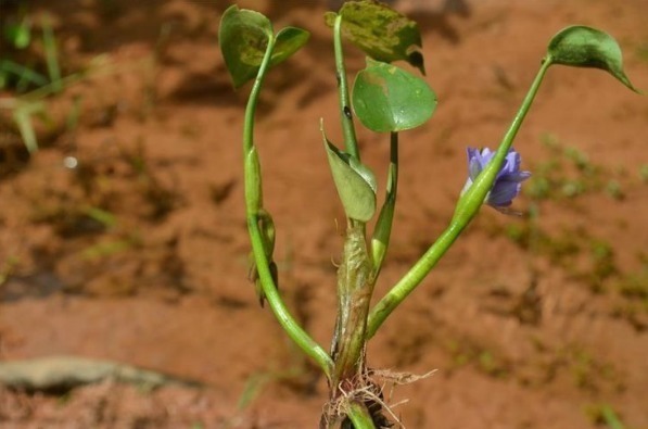 竹叶|水田附近的一种“竹叶”,过去是用来喂猪的,现在称为一道野菜