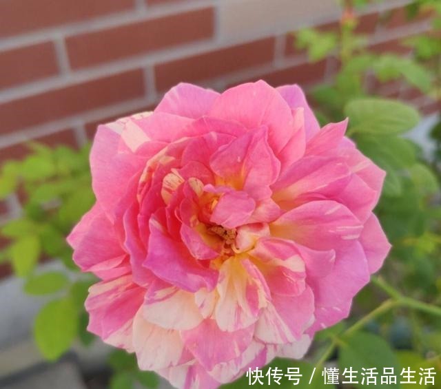 少喝两瓶酒,阳台上此花也要栽2株,好养易活,颜值不输牡丹!