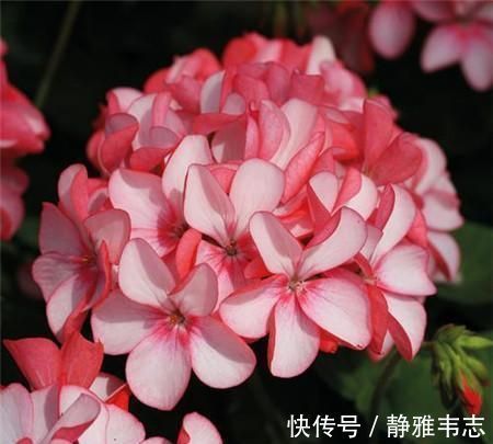 天竺葵|这3种花,冬天不怕冷,夏天不怕热,一年四季有花看!