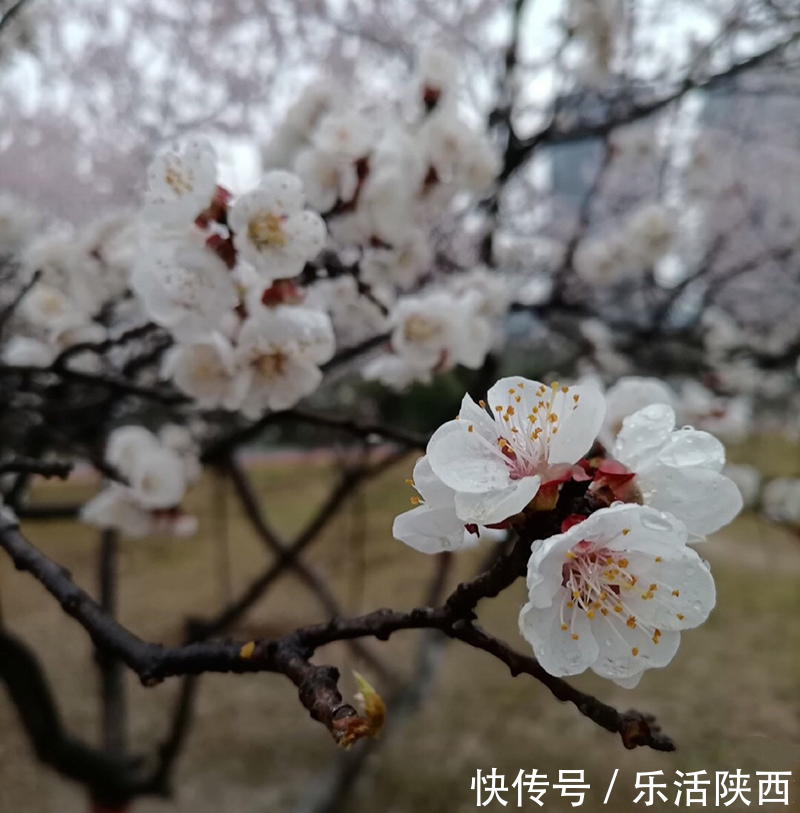 中年|百花争春时节，在西安，这些浪漫的事情一安排 ，想怎么嗨都行