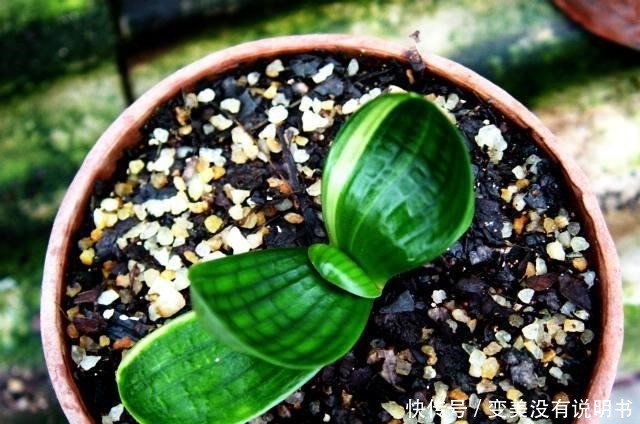 君子兰缺肥有什么症状一年四季怎样给君子兰施肥！