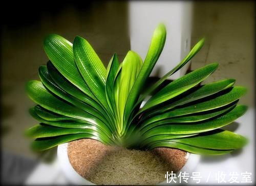 鸡蛋壳养花加点它，用来浇花，叶子油亮有光泽！
