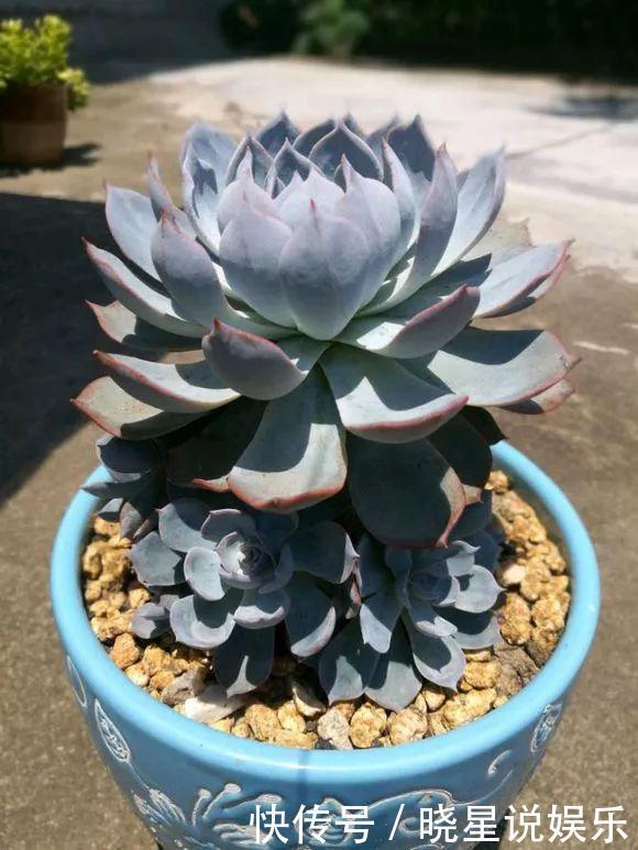 这种多肉,越浇水越丑,不浇水反而胖成球
