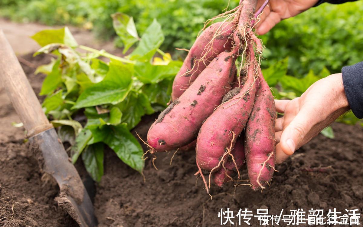 膳食纤维|常吃哪些食物可以让肝脏更健康？看看以下6种食物！