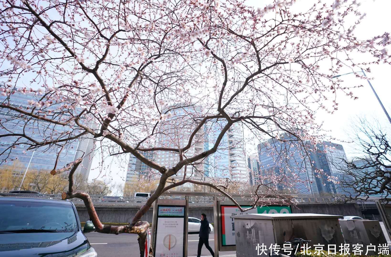 中薪|北京：雨后却斜阳，山桃向春光，市民纷纷驻足拍美景