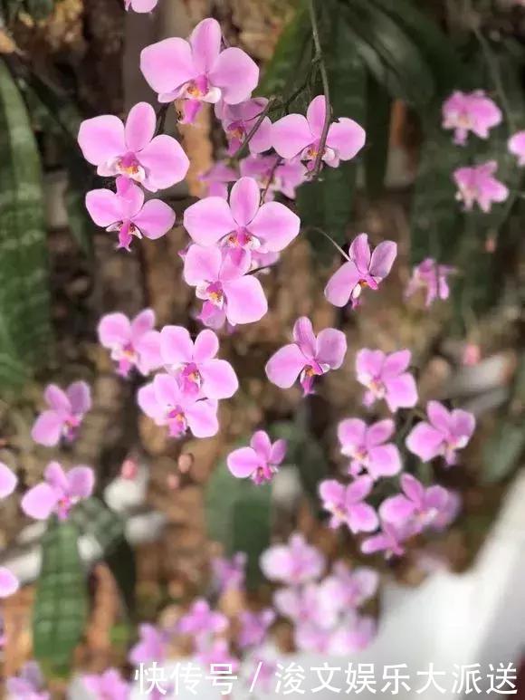 浸盆法|养花圈子中，1种花公认“不好养”，能养好的都是大神！