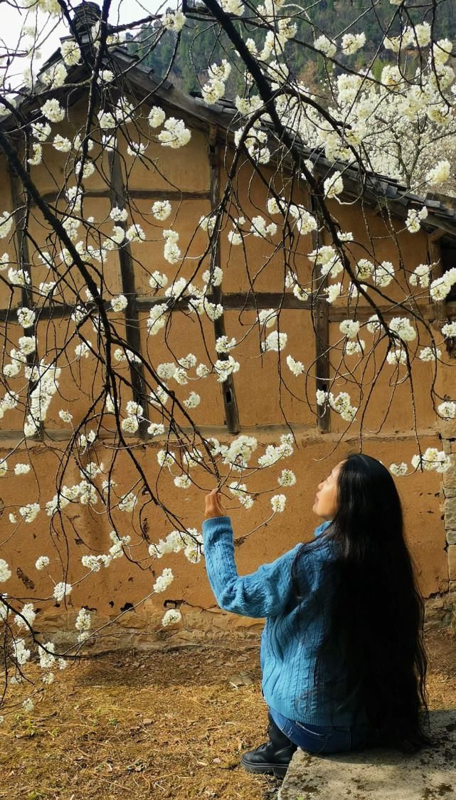 春节赏花好去处，广元5000亩樱桃花迎春绽放，美成仙境！