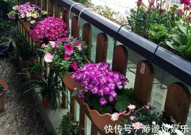 秋天|几个小动作秋天必做，养花也是要稍作调整！
