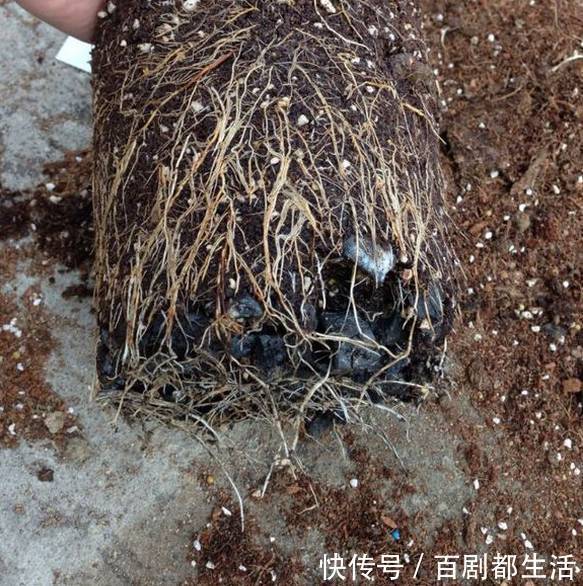 养花必备“排水物”,解决养花人的大难题!