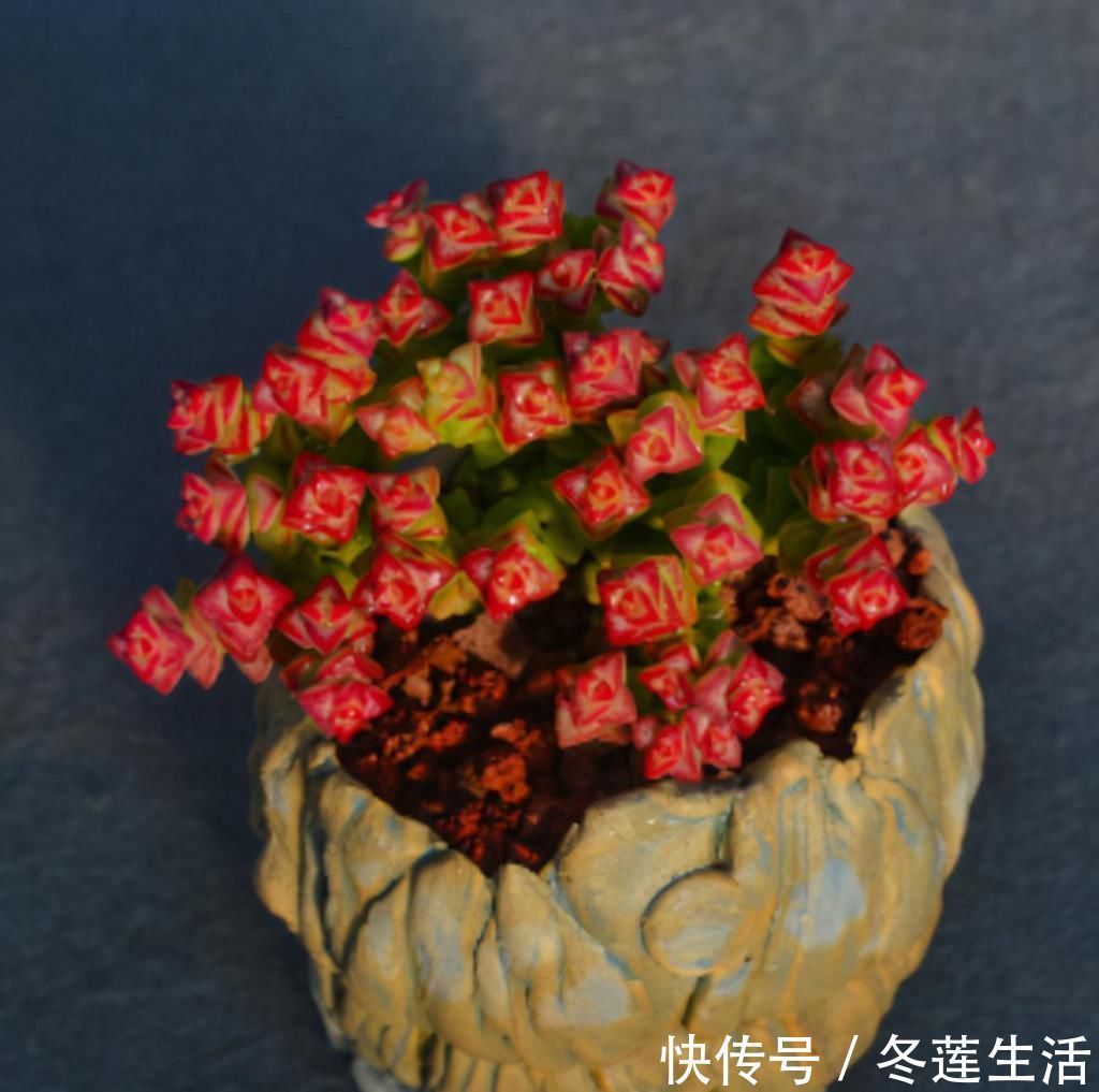 浇水|养多肉小米星,掌握“3秘诀”,叶片肥美,颜色好看得不得了