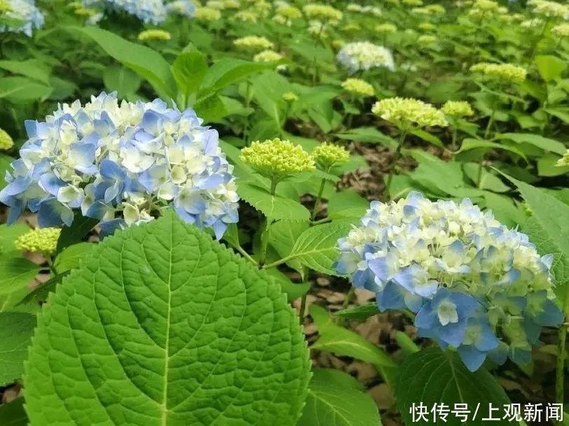 八仙花初开，上海滨江森林公园花海盛宴即将开启