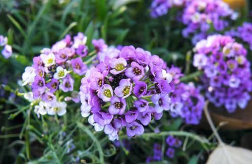 4种花，花姿妖娆，养在家里瞬间让人心情舒畅