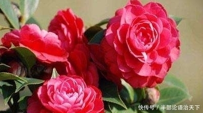 3种爱“喝醋”的花,30天能吃一斤,叶片青翠,开花旺,长得飞快