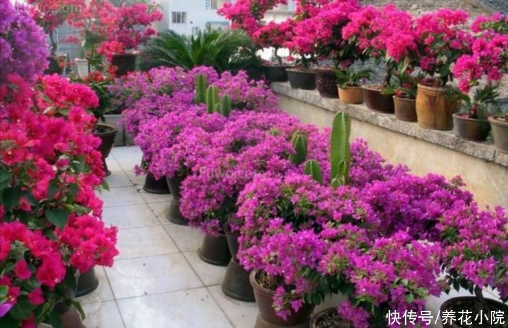 秋天养三角梅,勤用1种肥,促进植株孕蕾开花