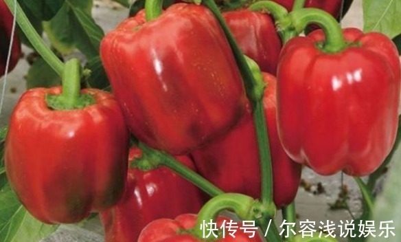 植株|美白护肤、增强免疫力的甜椒,农民种植想要提高座果率,只需四点