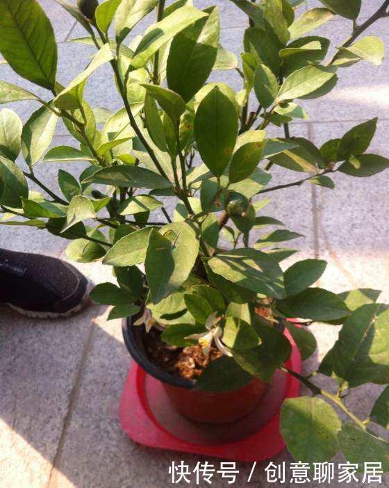 果子|盆栽柠檬只开花不结果?春天做好4件事,夏天果子满枝头