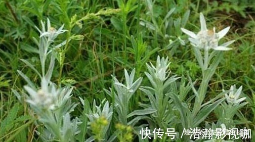 小花|1种野草称“牛不吃”，对“青春痘”有奇效，如今50一斤也难买