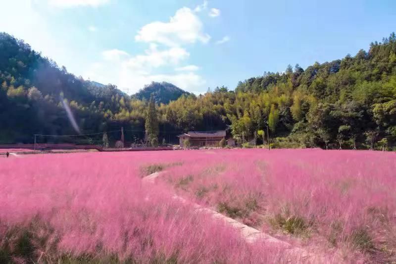 景区|泰顺这些网红景区！你没看过的整片超美粉色花海！