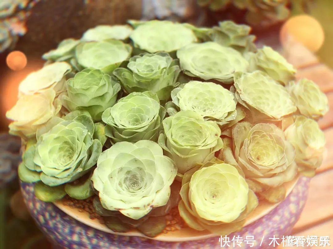 蓝鸟|碰上这种多肉,直接分株吧,毕竟是圈里出名的叶插老大难!