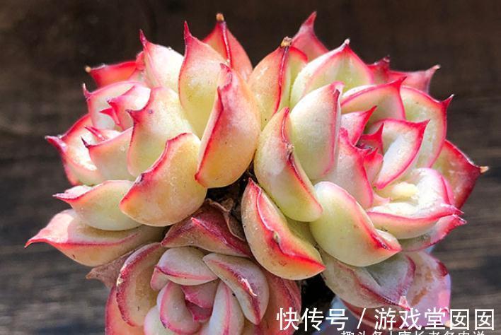 分不清多肉荷花和猎户座?那就全买,反正它们都带红边,也都好养