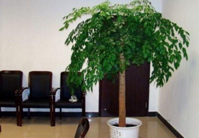 家里的花别乱送人,尤其这“3种”,养得好,“旺财”又“养人”