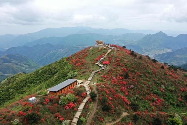 万亩杜鹃“花海”盛放 浙江衢州六春湖红色霸屏