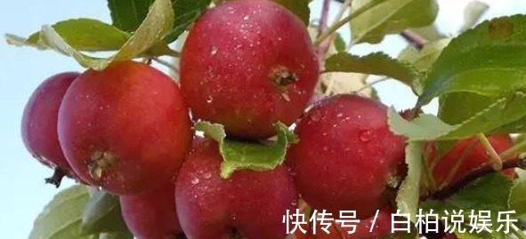 叶酸|爱吃苹果的人,身体不会差,但冬天吃苹果有2大禁忌,你需要了解