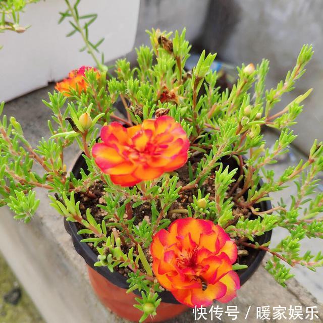 太阳花开花少有1个“小技巧”,开花量大10倍,秋天花儿开不停