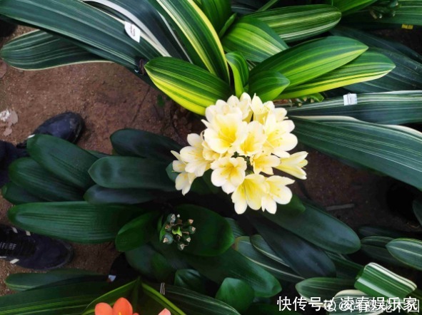 啤酒水|3种植物是老酒鬼,一喝啤酒就疯长,根本不用施肥!