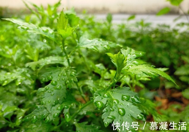 吃法|68种野菜图片,教你认识不同的野菜和吃法,你想要的野菜这里都有