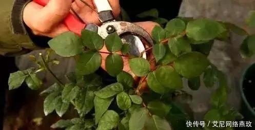 想让月季轻松爆盆?千万不要小瞧了它!花开满盆,叶子绿的流油!