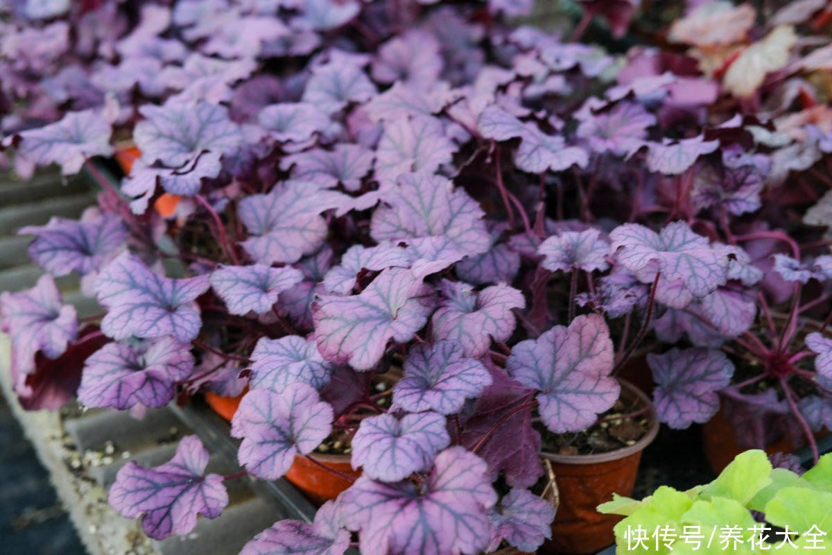 花卉|9种叶子花比花还美,叶子像油画,还特耐阴