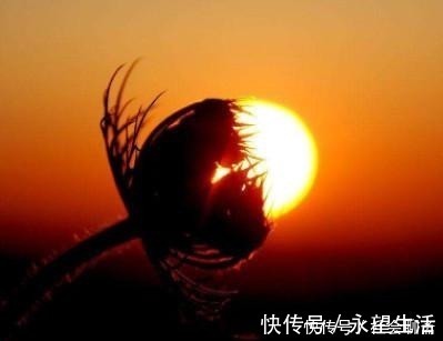 10个趣味冷知识!蟑螂小强的大众神话与草根人生!